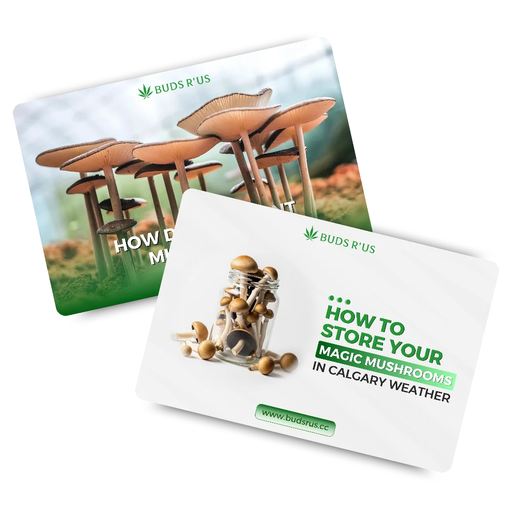 Blog-Post-Design-BUDS-R-US-About Us